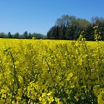 2022 Imperssionen Wernikow